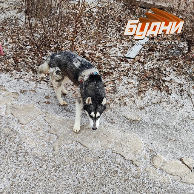 Одинокий Хаски