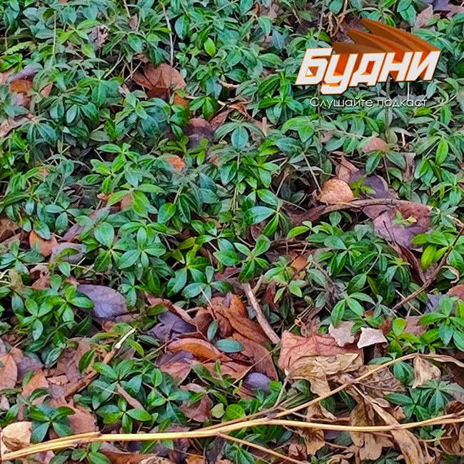 Сегодня весна