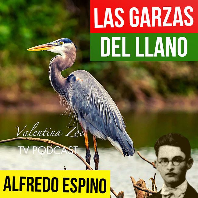 LAS GARZAS DEL LLANO ALFREDO ESPINO 🦩🍂 | Jícaras Tristes Pájaros de Leyenda 🌫️ | Alfredo Espino Poemas