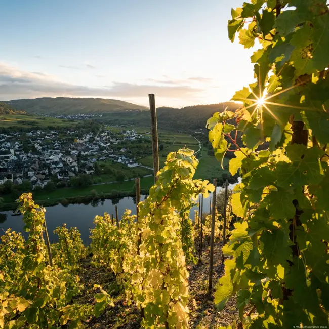 Weinlese: Auf die Natur kommt es an