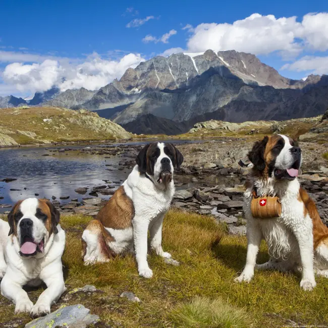 Wie der Bernhardiner Schweizer Nationalhund wurde