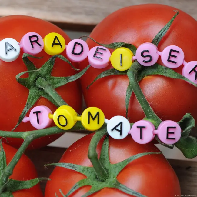 Das sprachliche Gewand Österreichs