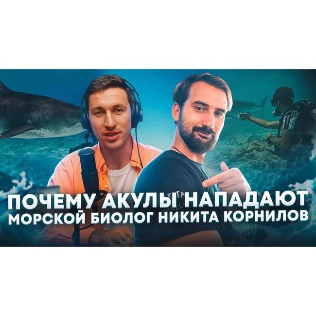 Почему акула нападает? Наука про акул